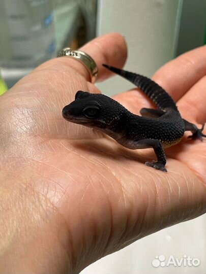 Эублефар Black Night