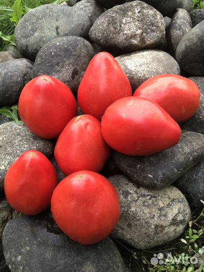Семена томатов