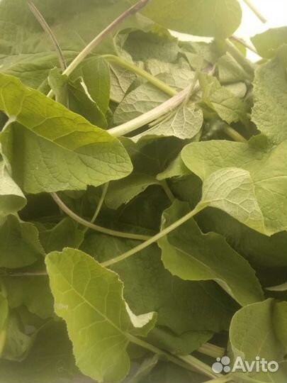 Сок лопуха майский с мякотью