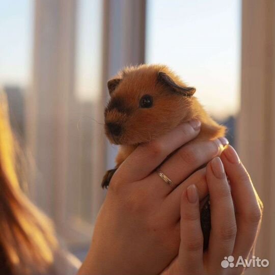 Морские свинки породистые