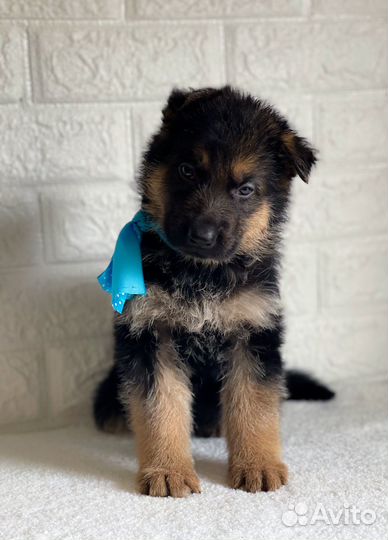 Щенки немецкой овчарки