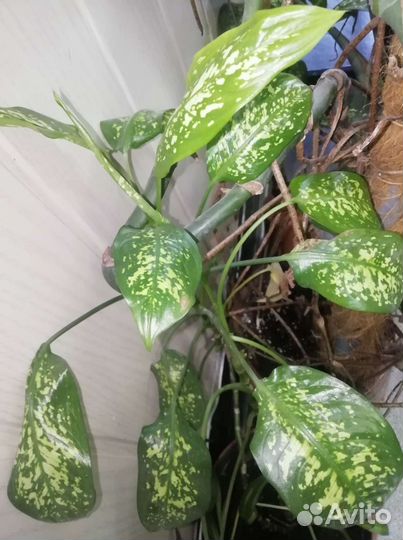 Диффенбахия