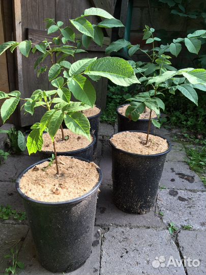 Маньчжурский орех