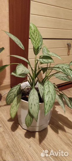 Спацифилум