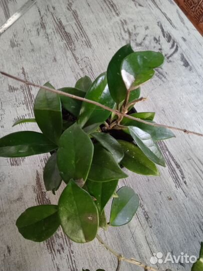 Домашние растения