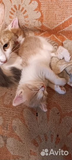 Котятки в добрые руки