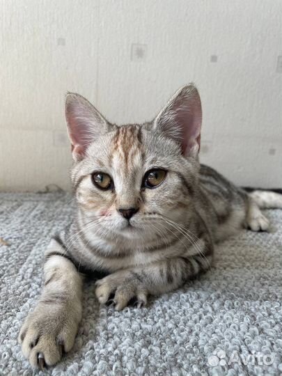 Британские мраморные котята