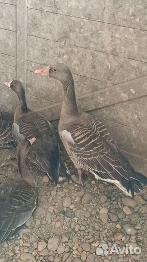 Гусь серый дикий