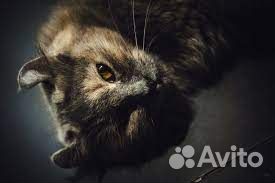 Американский керл в любящие руки