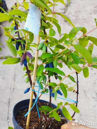 Жимолость плодовая