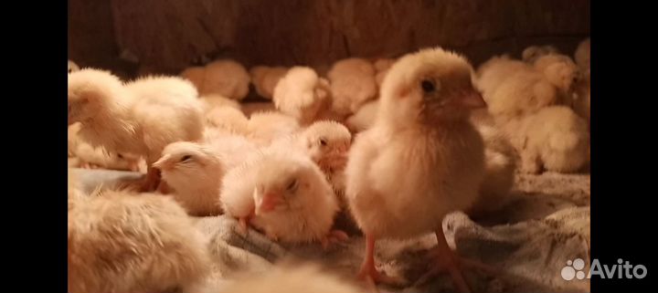Цыплята суточные