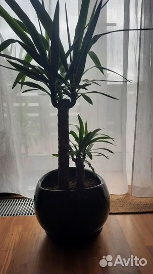 Пальма юкка (2 ствола)