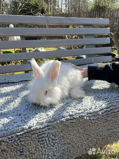 Кролики Немецкая Ангора,крольчата