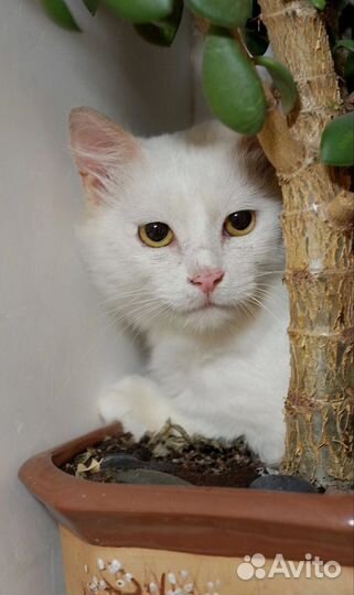 Кот Снежок в добрые руки
