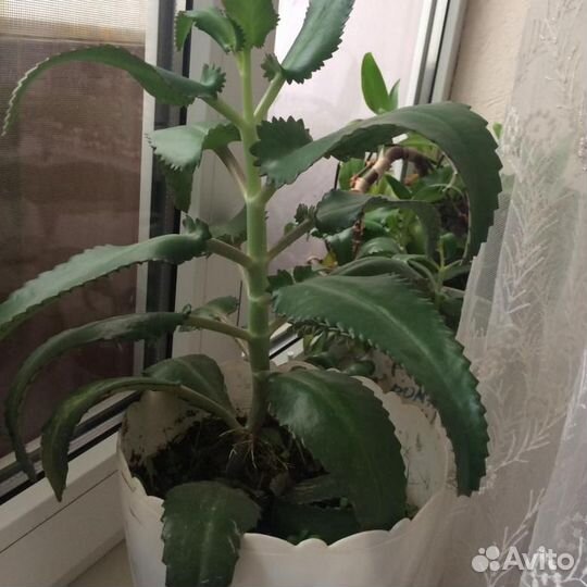 Продаются растения