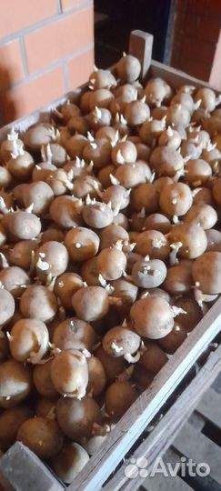 Семенной картофель коломба