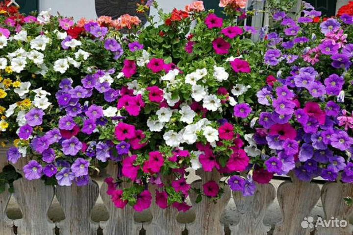 Петунья ампельная(семена)