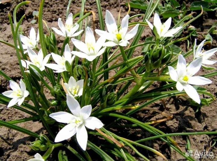 Растения для сада