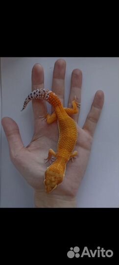 Эублефары Blood, Sunglow