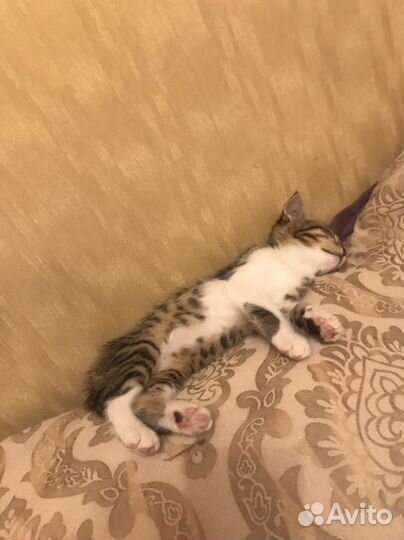 Котенок/кот бесплатно