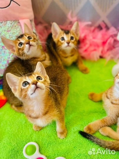 Котенок мальчик