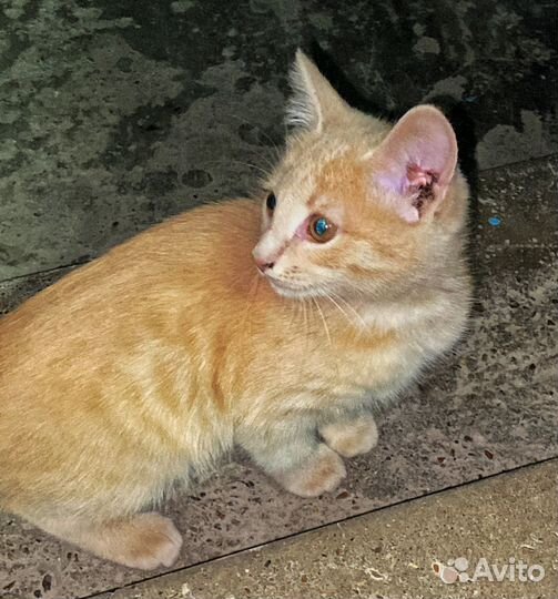 Котята в добрые руки бесплатно