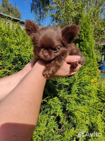 Чихуахуа мальчик