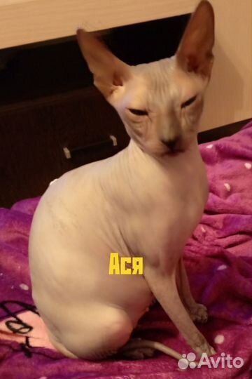 Донской сфинкс котята