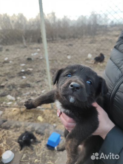 Щенки в добрые руки