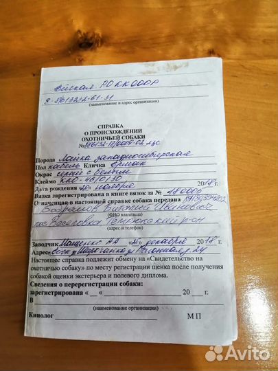 Западно сибирская лайка