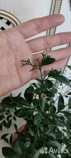 Мурайя метельчатая ароматно цветущее