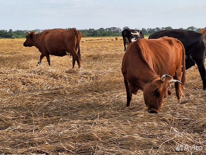 Продажа крс