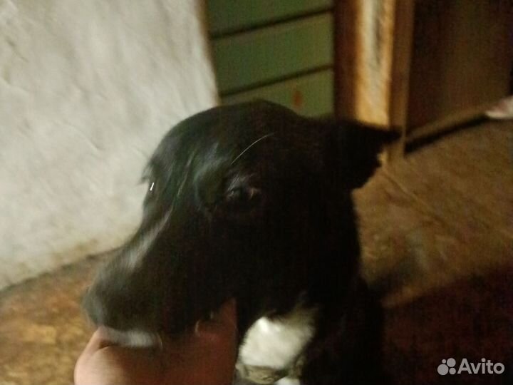 Кабель помесь хаски с немецкой овчаркой