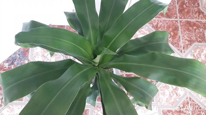 Пальма Драцена, Бегонии