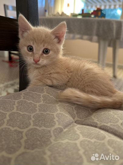 Котята в добрые руки от домашней кошки