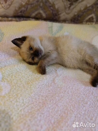 Котенок девочка в добрые руки