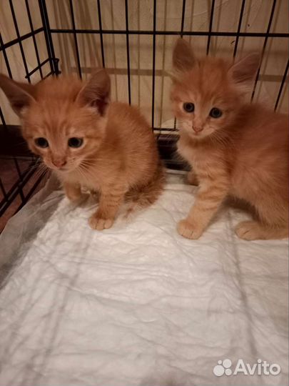 Котята в добрые руки мальчики
