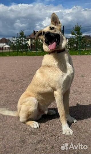 Молодой песик Дар