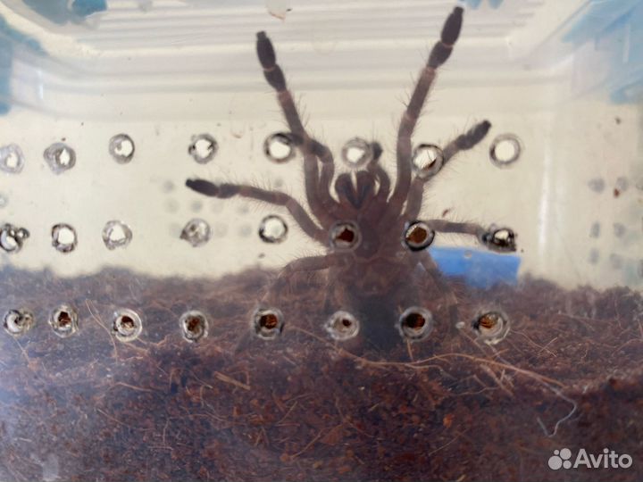 Паук птицеед Acanthoscurria geniculata L8 Самка