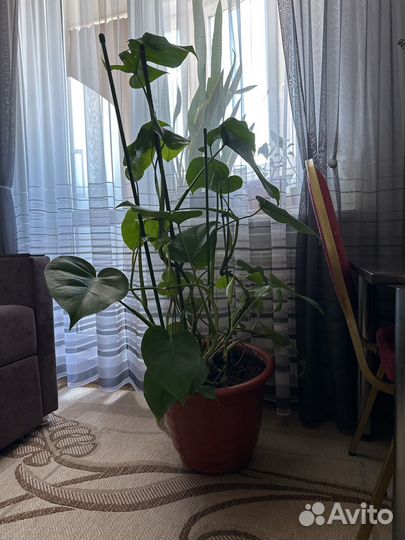 Комнатные цветы Монстера