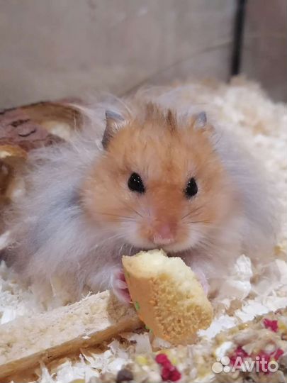 Сирийский хомяк вязка