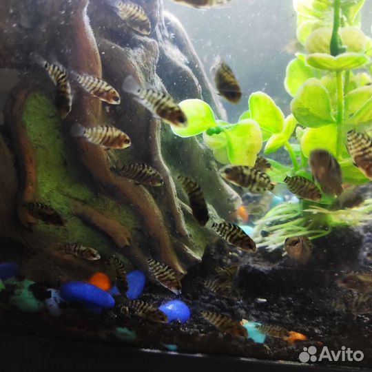 Аквариумные рыбки отдам