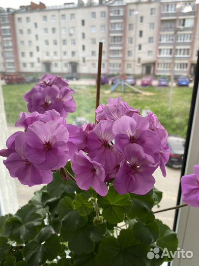 Пеларгония герань сортовая