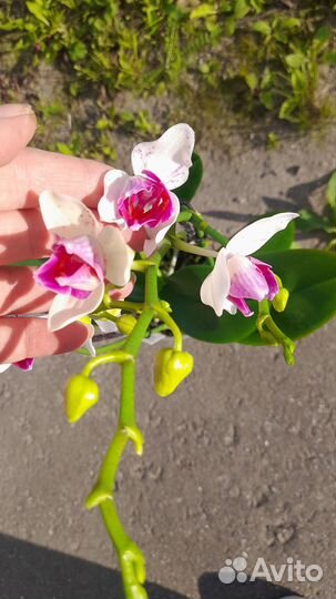 Орхидея фаленопсис с деткой трилипс бабочка