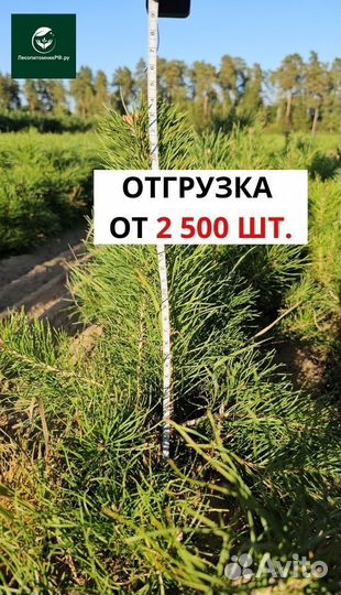 Сеянцы сосны обыкновенной окс