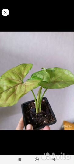 Сингониумы