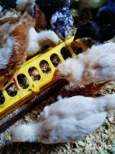 Цыплята подрощенные