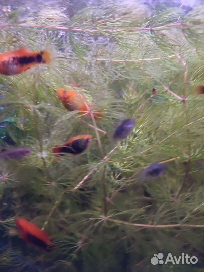 Акваримные рыбки