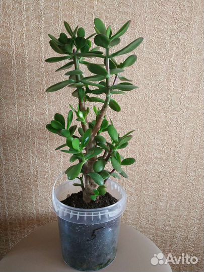 Крассула Толстянка денежное дерево