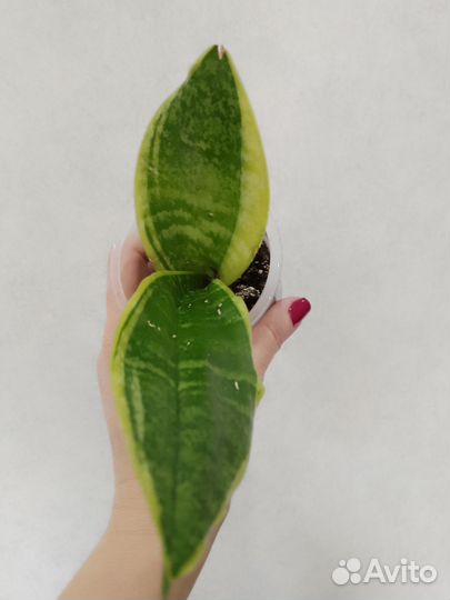 Сансевиерия футура суперба и ханни грин